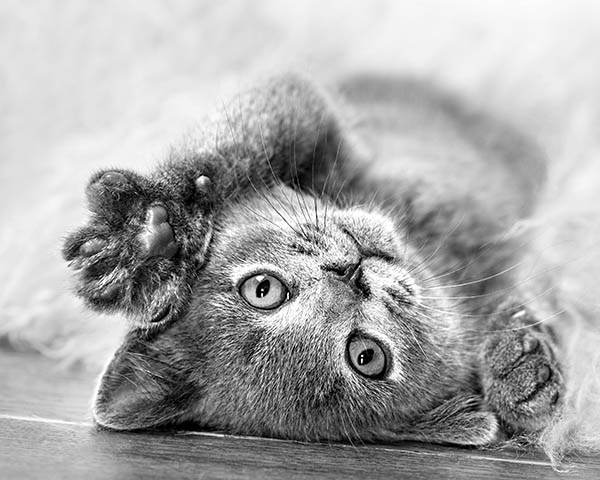Pet insurance glossary Pet insurance glossary