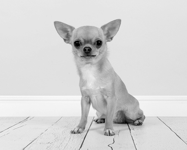 Chihuahuas Chihuahuas