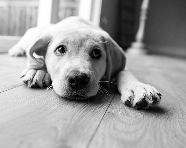 Explore dog breeds Explore dog breeds