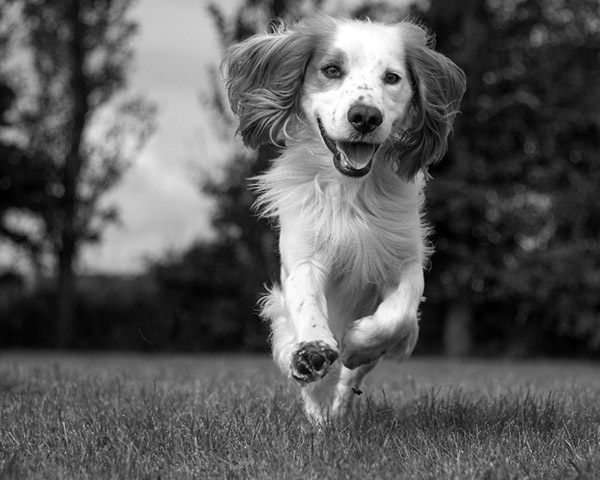 Cocker Spaniel Cocker Spaniel
