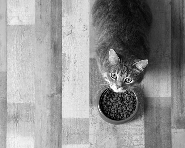 Prepare for your cat Prepare for your cat