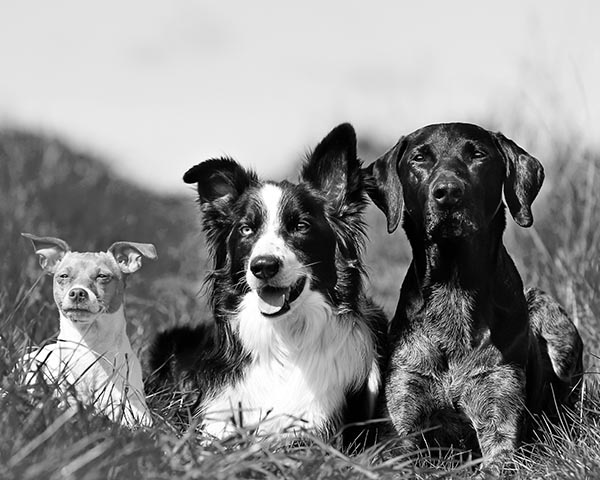 Pet insurance explained Pet insurance explained